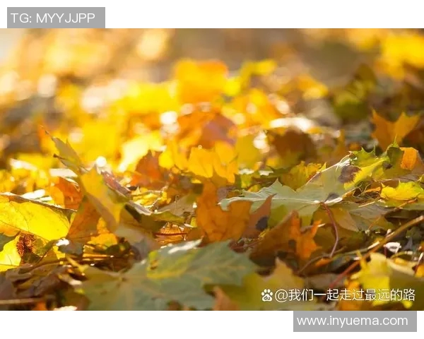 秋天的诗意与色彩在落叶间舞动,感受季节的变迁与生命的轮回 秋天的诗意与色彩在落叶间舞动,感受季节的变迁与生命的轮回